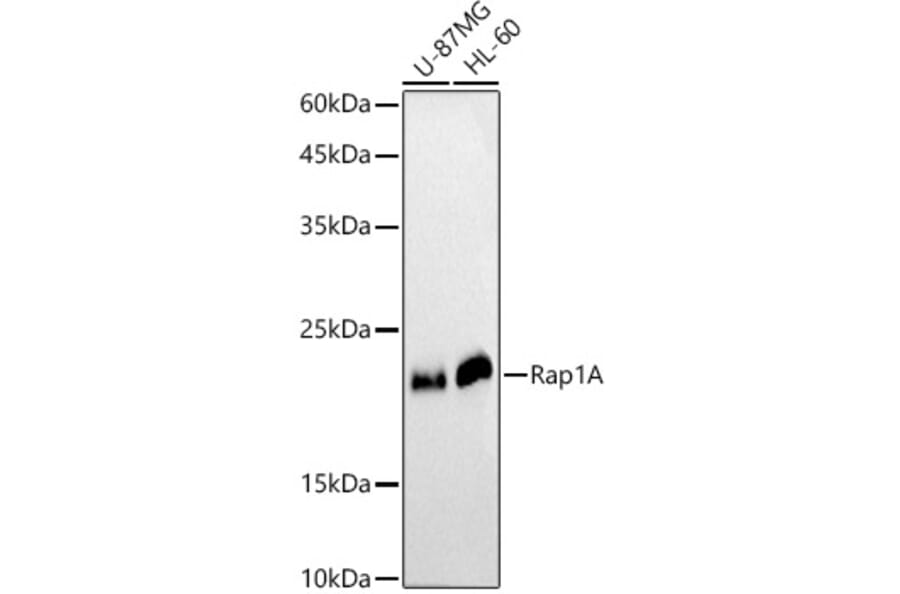Western Blot - Anti-RAP1A Antibody (A12733) - Antibodies.com