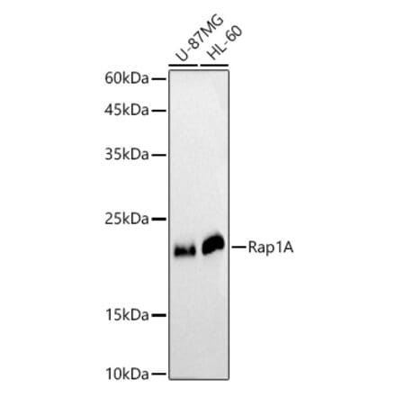 Western Blot - Anti-RAP1A Antibody (A12733) - Antibodies.com