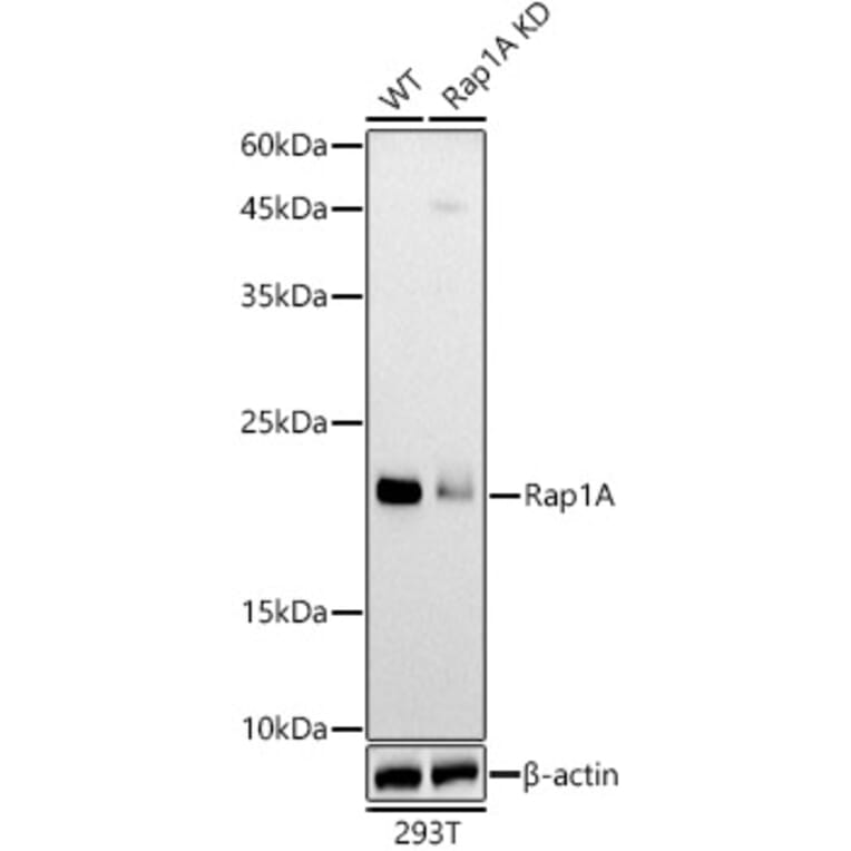 Western Blot - Anti-RAP1A Antibody (A12733) - Antibodies.com