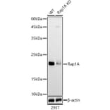 Western Blot - Anti-RAP1A Antibody (A12733) - Antibodies.com