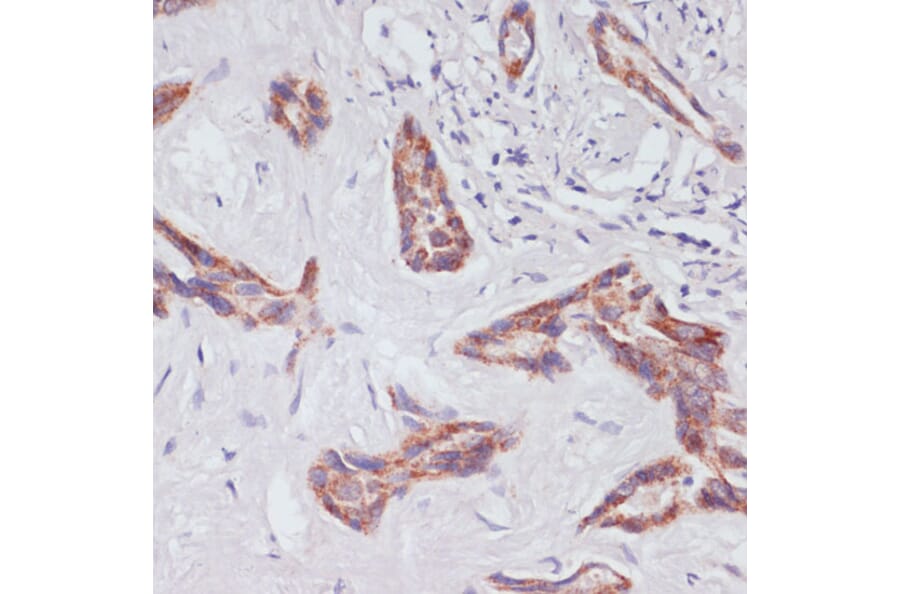 Immunohistochemistry - Anti-RAP1A Antibody (A12733) - Antibodies.com