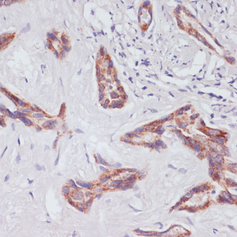 Immunohistochemistry - Anti-RAP1A Antibody (A12733) - Antibodies.com