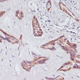 Immunohistochemistry - Anti-RAP1A Antibody (A12733) - Antibodies.com