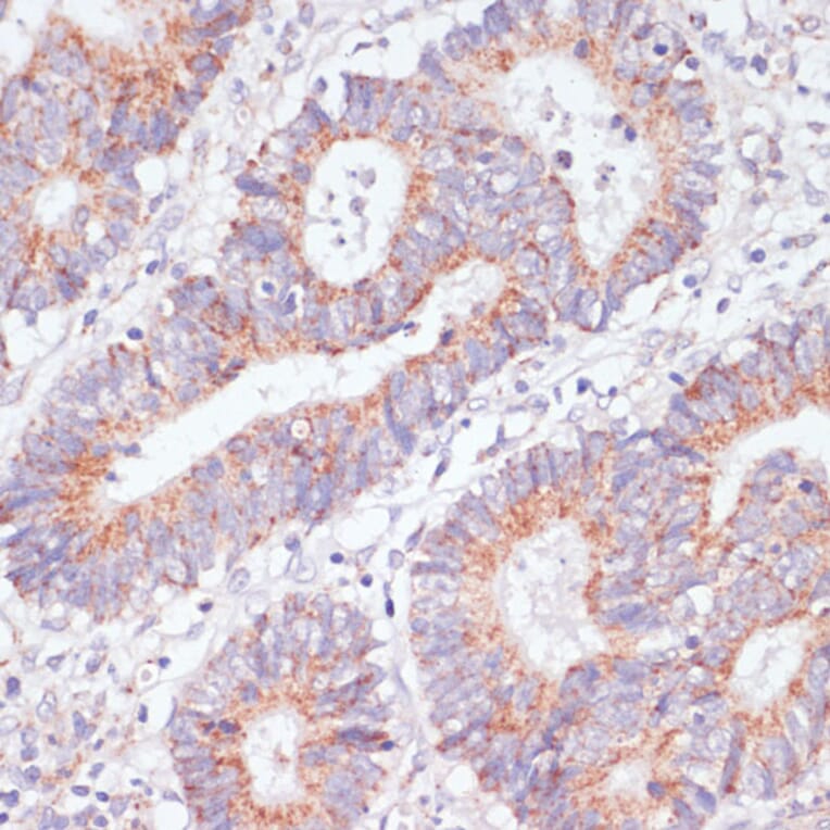 Immunohistochemistry - Anti-RAP1A Antibody (A12733) - Antibodies.com