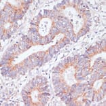 Immunohistochemistry - Anti-RAP1A Antibody (A12733) - Antibodies.com