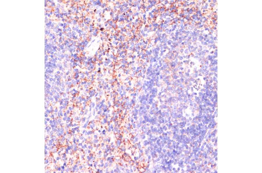 Immunohistochemistry - Anti-RAP1A Antibody (A12733) - Antibodies.com