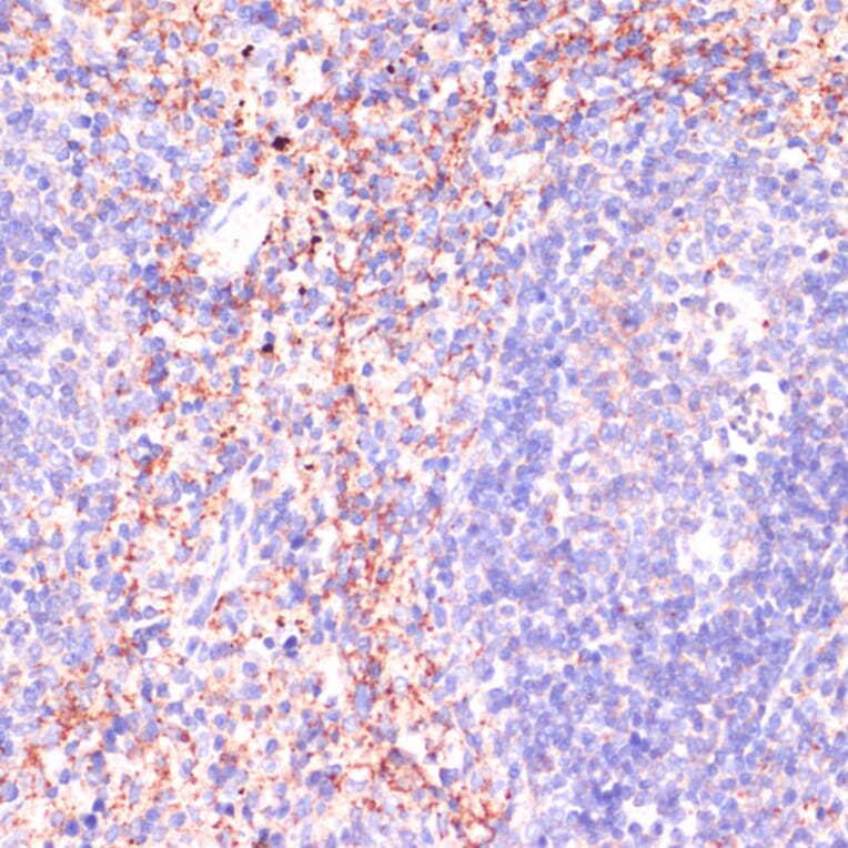 Immunohistochemistry - Anti-RAP1A Antibody (A12733) - Antibodies.com