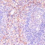 Immunohistochemistry - Anti-RAP1A Antibody (A12733) - Antibodies.com