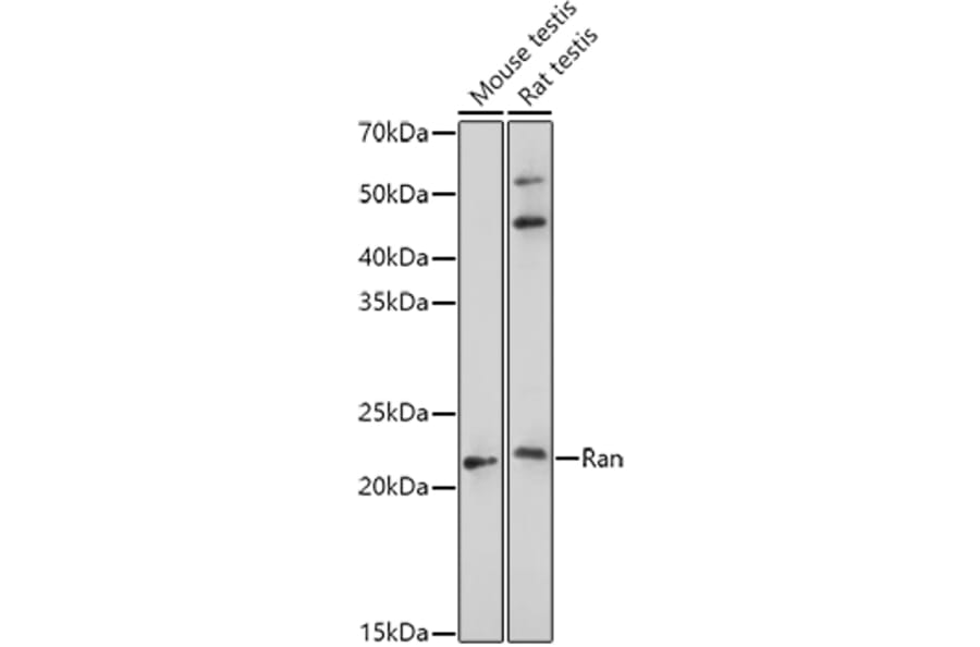 Western Blot - Anti-Ran Antibody (A12734) - Antibodies.com