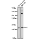 Western Blot - Anti-Ran Antibody (A12734) - Antibodies.com