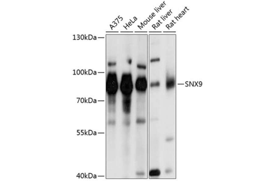 Western Blot - Anti-SH3PX1/SNX9 Antibody (A12735) - Antibodies.com