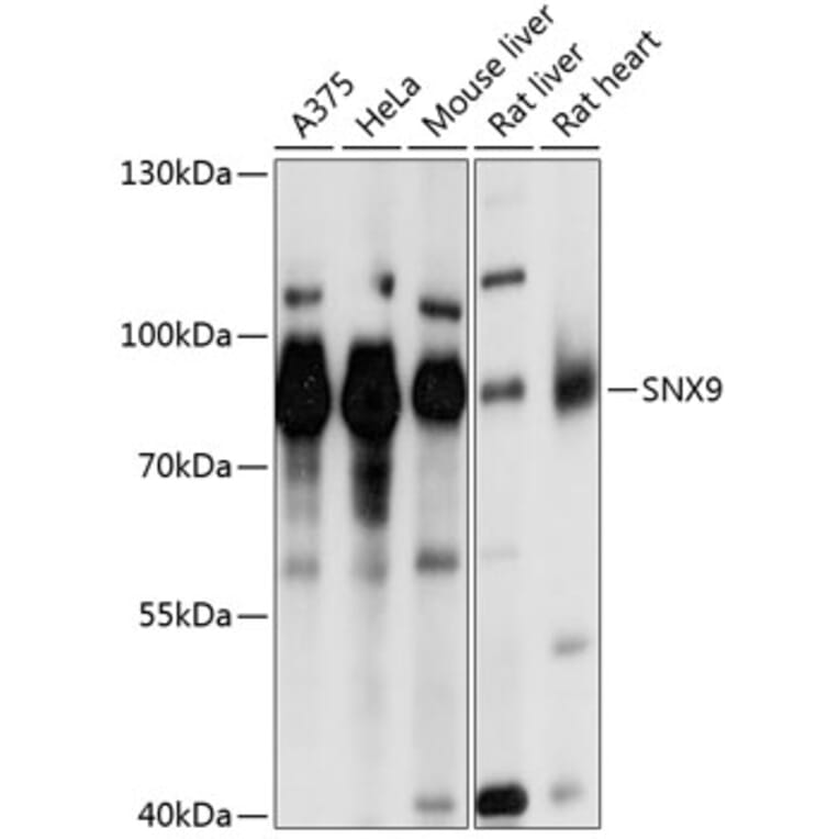 Western Blot - Anti-SH3PX1/SNX9 Antibody (A12735) - Antibodies.com