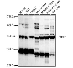 Western Blot - Anti-SIRT7 Antibody (A12737) - Antibodies.com
