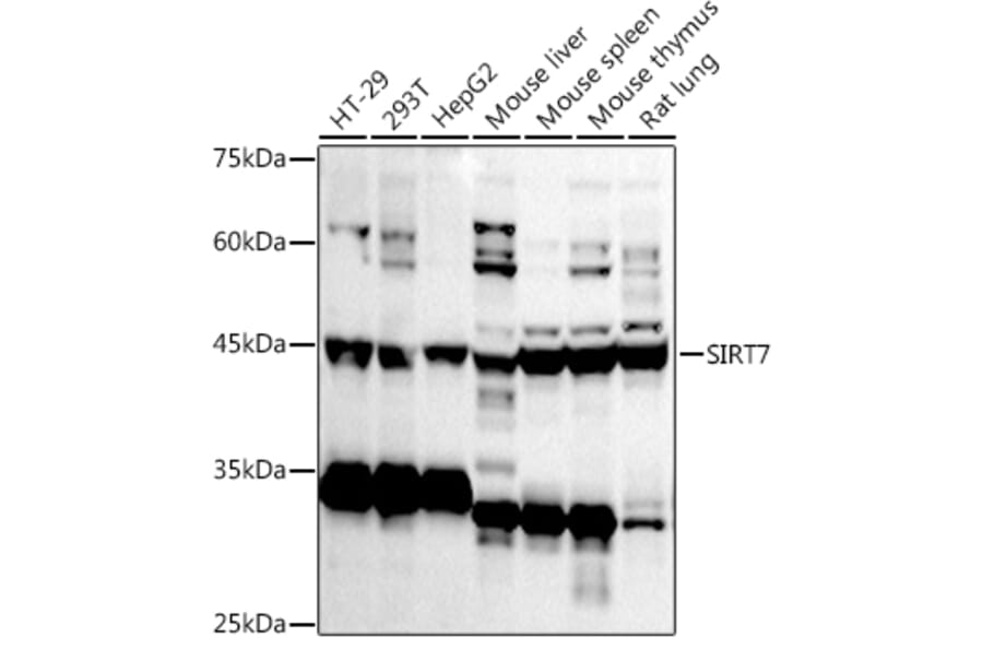 Western Blot - Anti-SIRT7 Antibody (A12737) - Antibodies.com