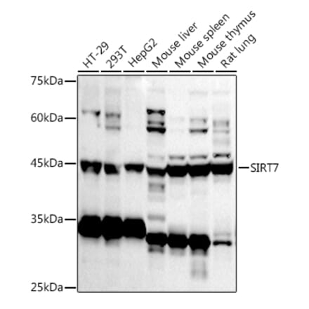 Western Blot - Anti-SIRT7 Antibody (A12737) - Antibodies.com