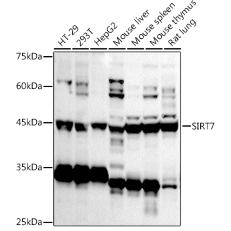Western Blot - Anti-SIRT7 Antibody (A12737) - Antibodies.com