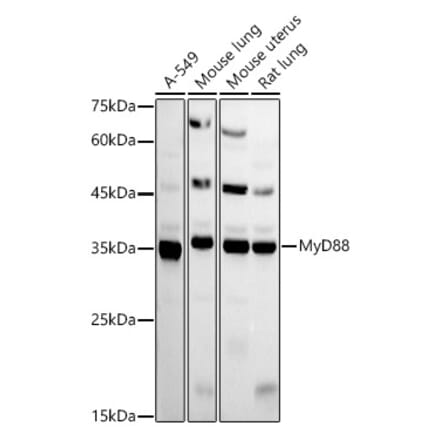 Western Blot - Anti-MyD88 Antibody (A12738) - Antibodies.com