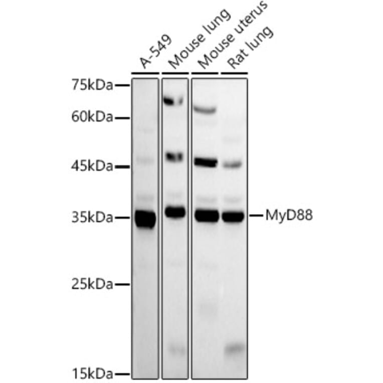 Western Blot - Anti-MyD88 Antibody (A12738) - Antibodies.com