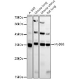 Western Blot - Anti-MyD88 Antibody (A12738) - Antibodies.com