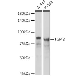 Western Blot - Anti-Transglutaminase 2 Antibody (A12739) - Antibodies.com