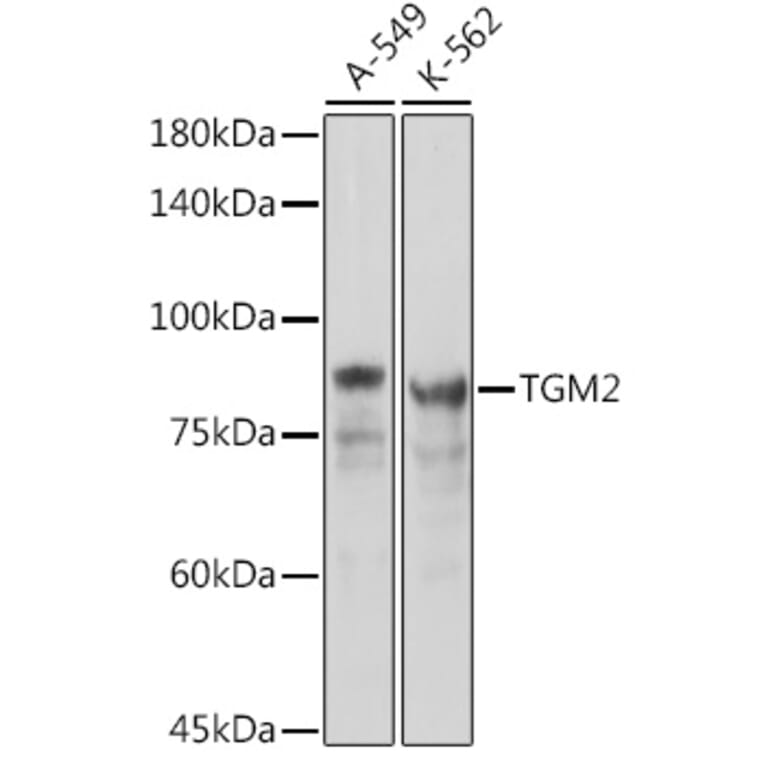Western Blot - Anti-Transglutaminase 2 Antibody (A12739) - Antibodies.com