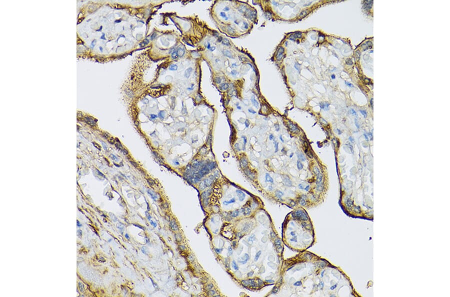 Immunohistochemistry - Anti-Transglutaminase 2 Antibody (A12739) - Antibodies.com