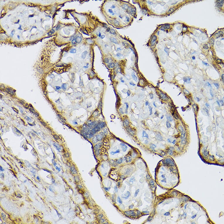 Immunohistochemistry - Anti-Transglutaminase 2 Antibody (A12739) - Antibodies.com
