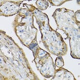 Immunohistochemistry - Anti-Transglutaminase 2 Antibody (A12739) - Antibodies.com