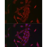 Immunofluorescence - Anti-Transglutaminase 2 Antibody (A12739) - Antibodies.com