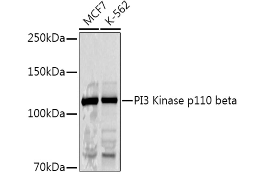 Western Blot - Anti-PI3 Kinase p110 beta Antibody (A12740) - Antibodies.com