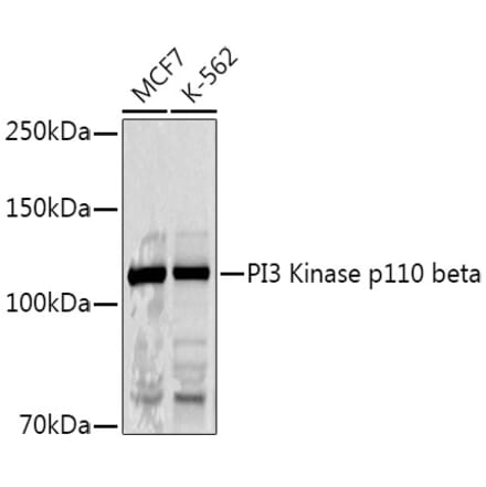 Western Blot - Anti-PI3 Kinase p110 beta Antibody (A12740) - Antibodies.com