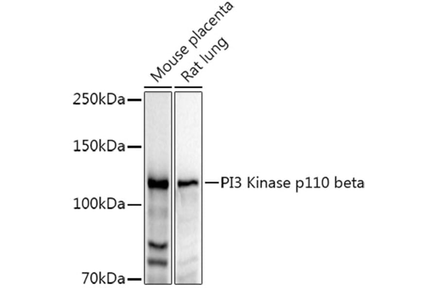 Western Blot - Anti-PI3 Kinase p110 beta Antibody (A12740) - Antibodies.com