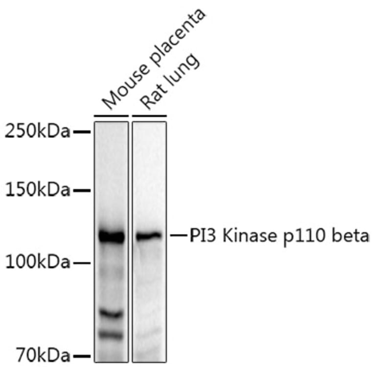 Western Blot - Anti-PI3 Kinase p110 beta Antibody (A12740) - Antibodies.com
