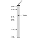 Western Blot - Anti-SNAP25 Antibody (A12744) - Antibodies.com