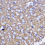 Immunohistochemistry - Anti-SNAP25 Antibody (A12744) - Antibodies.com