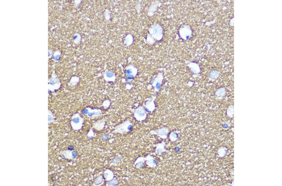 Immunohistochemistry - Anti-SNAP25 Antibody (A12744) - Antibodies.com
