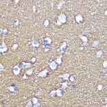 Immunohistochemistry - Anti-SNAP25 Antibody (A12744) - Antibodies.com