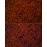 Immunofluorescence - Anti-SNAP25 Antibody (A12744) - Antibodies.com