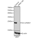 Western Blot - Anti-PARK7/DJ1 Antibody (A12745) - Antibodies.com