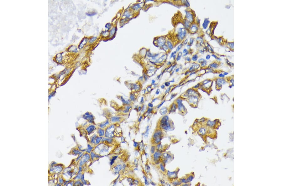 Immunohistochemistry - Anti-GRP94 Antibody (A12747) - Antibodies.com