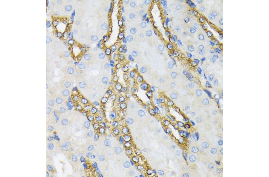Immunohistochemistry - Anti-GRP94 Antibody (A12747) - Antibodies.com