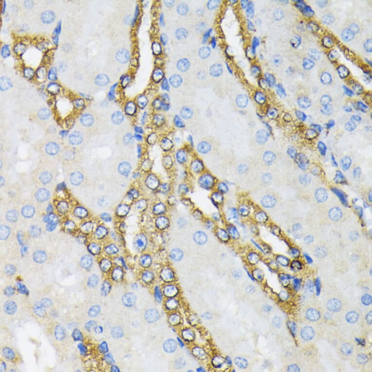 Immunohistochemistry - Anti-GRP94 Antibody (A12747) - Antibodies.com