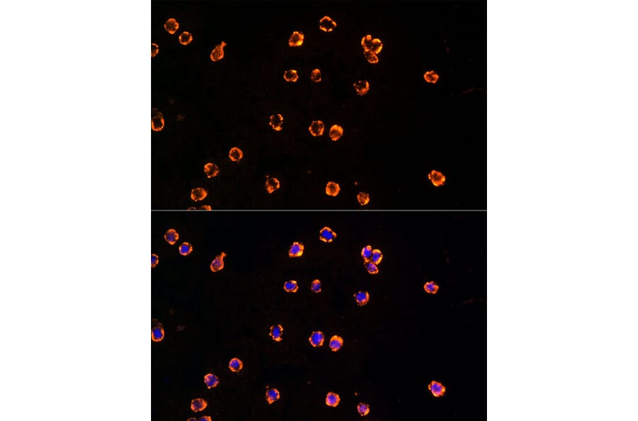 Immunofluorescence - Anti-TLR7 Antibody (A12749) - Antibodies.com