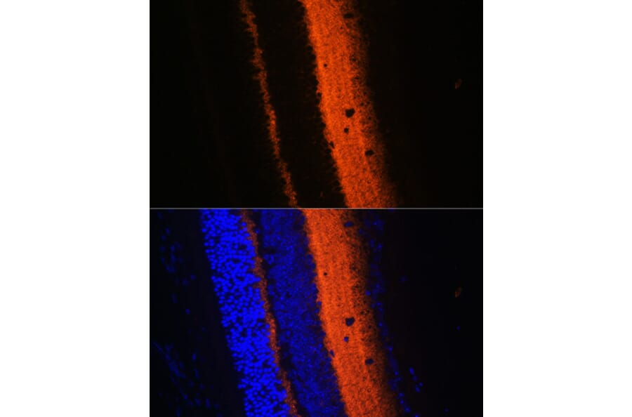 Immunofluorescence - Anti-Synaptotagmin Antibody (A12750) - Antibodies.com