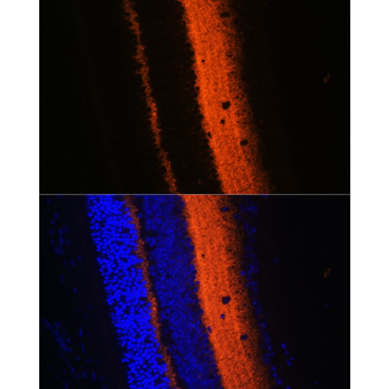 Immunofluorescence - Anti-Synaptotagmin Antibody (A12750) - Antibodies.com