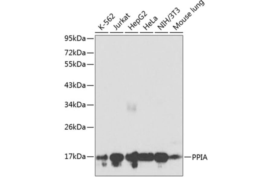 Western Blot - Anti-Cyclophilin A Antibody (A12751) - Antibodies.com