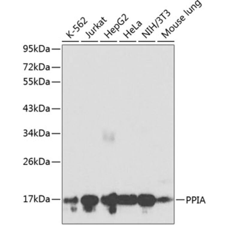 Western Blot - Anti-Cyclophilin A Antibody (A12751) - Antibodies.com
