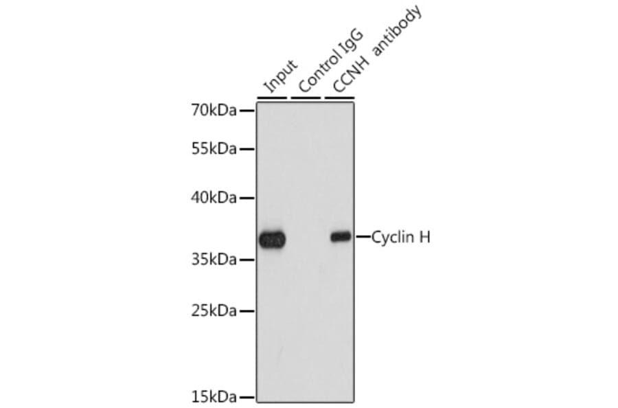 Western Blot - Anti-Cyclin H/p34 Antibody (A12753) - Antibodies.com