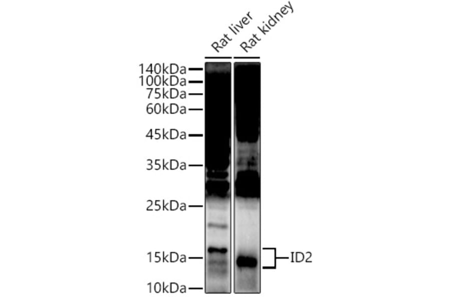 Western Blot - Anti-ID2 Antibody (A12754) - Antibodies.com