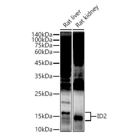 Western Blot - Anti-ID2 Antibody (A12754) - Antibodies.com